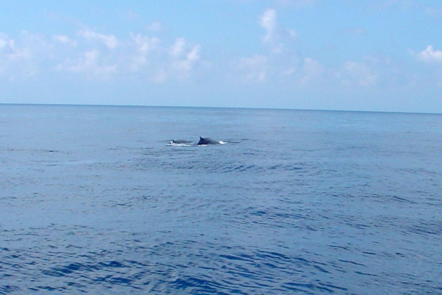 Delfines Cachalotes Tortugas 